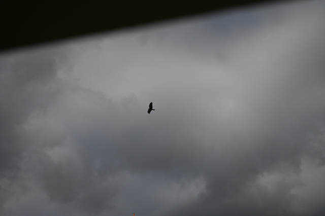 DSC_6530_001.JPG