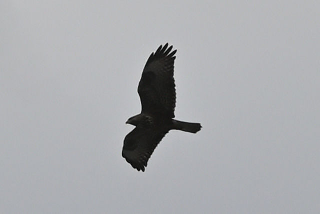 DSC_6530_001_01.JPG