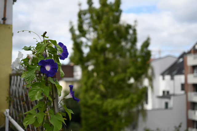DSC_6532_001.JPG