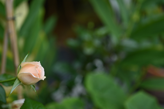 DSC_6536_001.JPG