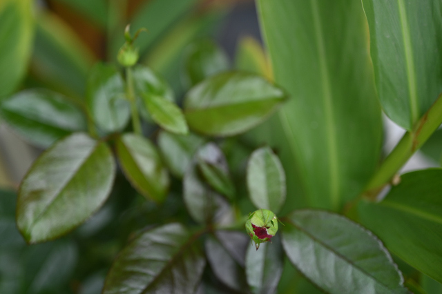 DSC_6537_001.JPG