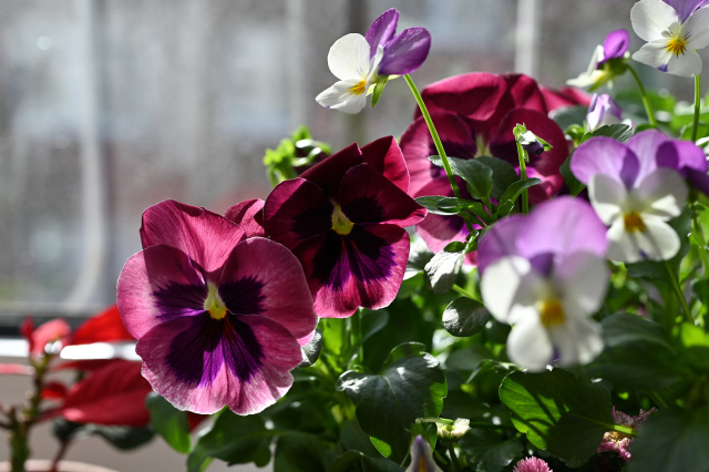 DSC_6547_001.JPG