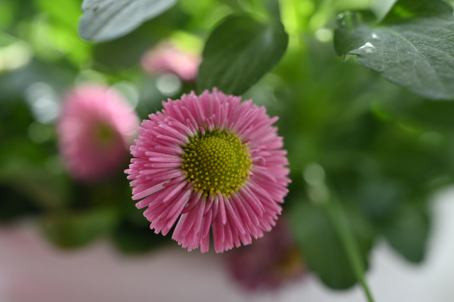 DSC_6549_001.JPG