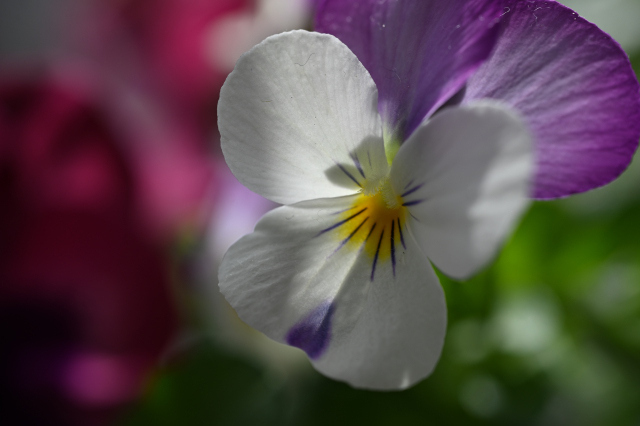 DSC_6553_001.JPG