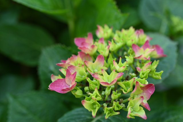 DSC_6557_001.JPG