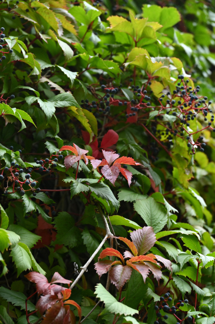 DSC_6564_001_03.JPG