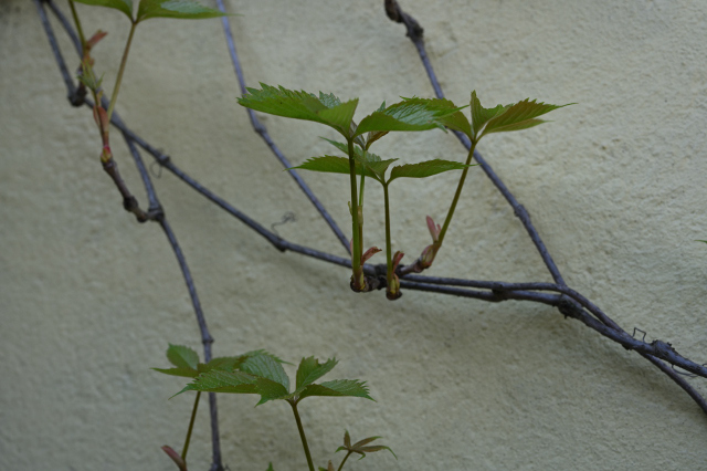 DSC_6565_001.JPG