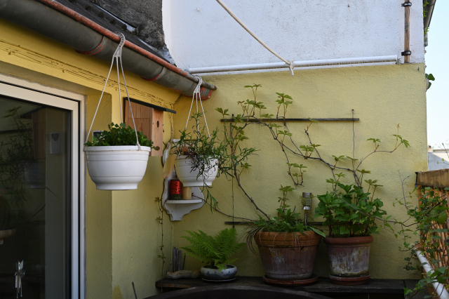 DSC_6575_001.JPG