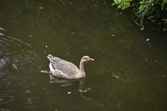 DSC_6596_001.JPG