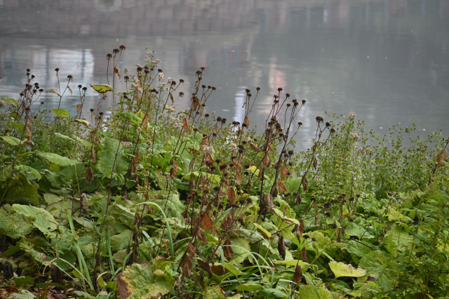 DSC_6608_001.JPG