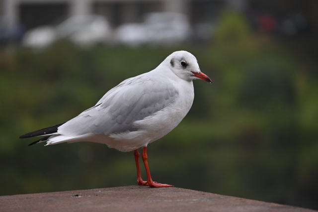 DSC_6625_001.JPG