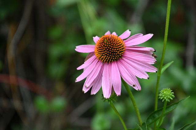 DSC_6628_001.JPG