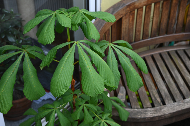 DSC_6674_001.JPG