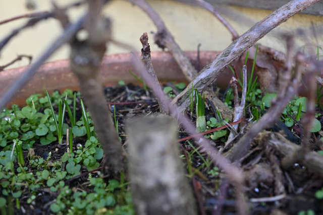 DSC_6798_001.JPG