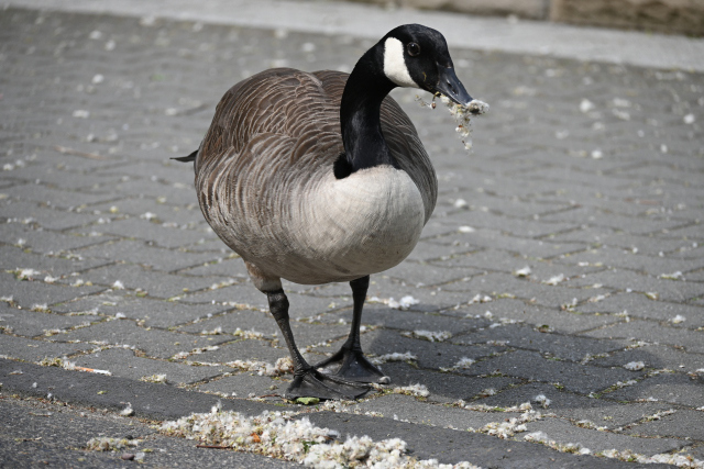 DSC_7522_001.JPG