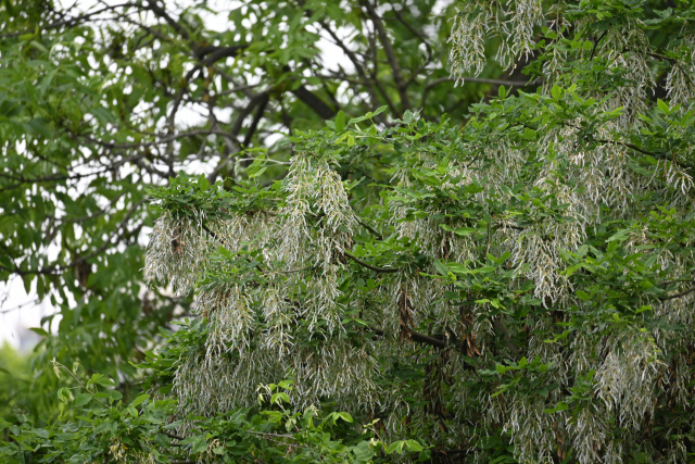 DSC_7542_001.JPG