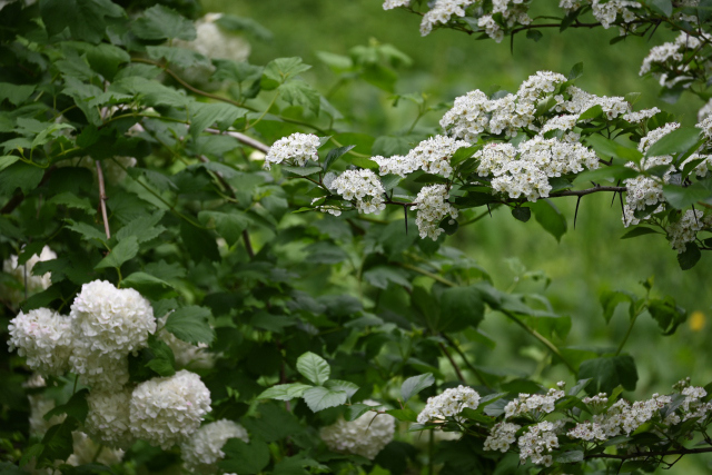 DSC_7587_001.JPG