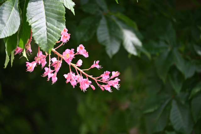 DSC_7605_001.JPG