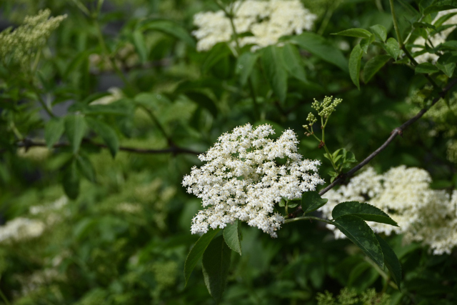 DSC_7609_001.JPG