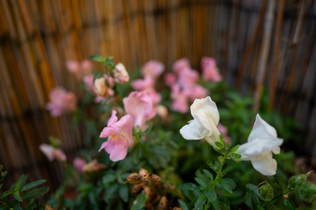 DSC_7610a_001.JPG