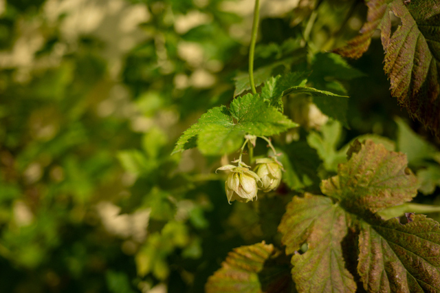 DSC_7616a_001.JPG