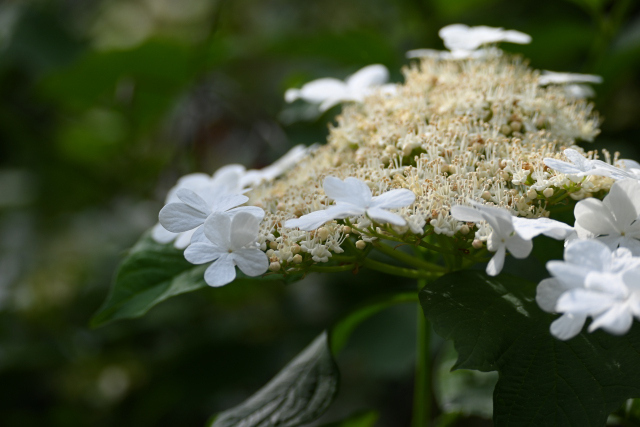 DSC_7619_001.JPG