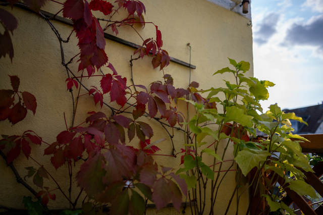 DSC_7637a_001.JPG