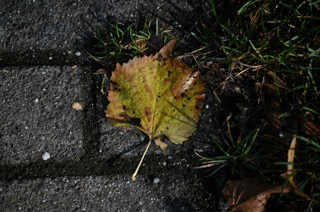 DSC_7707_001.JPG