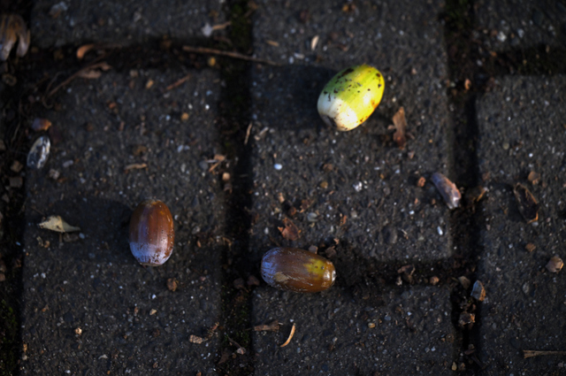 DSC_7712_001.JPG