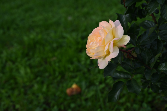 DSC_7902_001.JPG