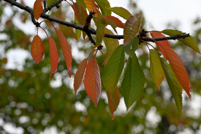 DSC_7988_001.JPG