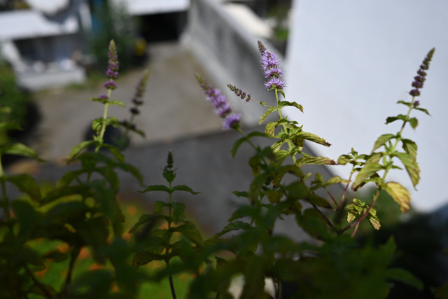 DSC_8102_001.JPG