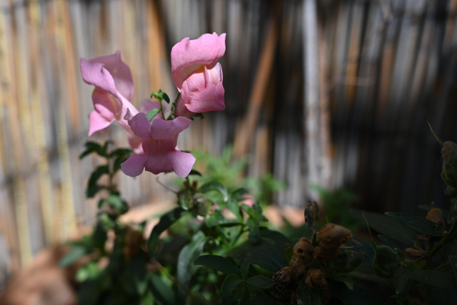 DSC_8105_001.JPG