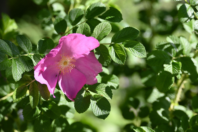 DSC_8120_001.JPG