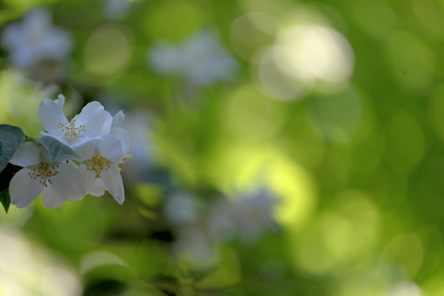 DSC_8140_001.JPG