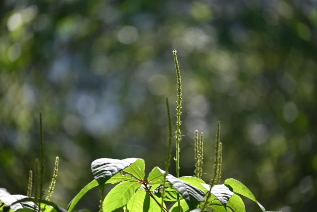 DSC_8160_001.JPG