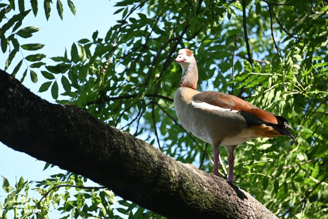 DSC_8164_001.JPG