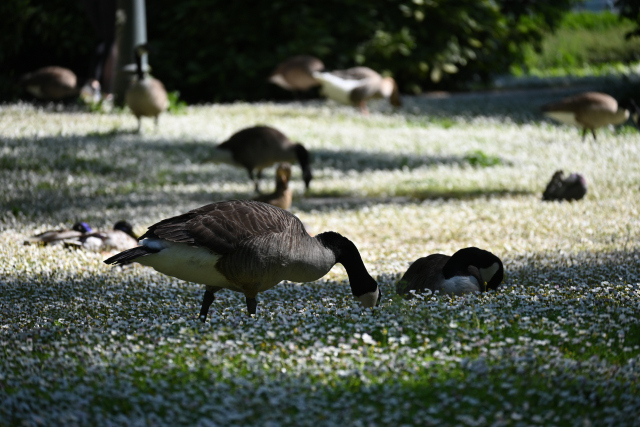 DSC_8207_001.JPG