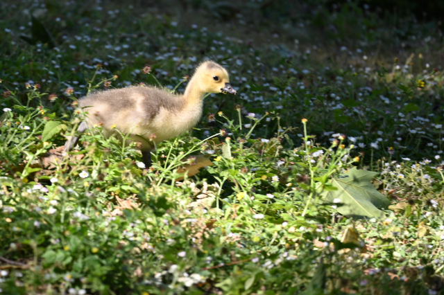DSC_8215_001.JPG