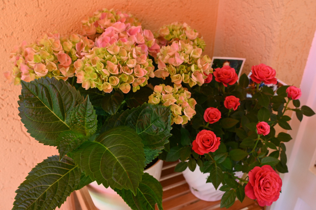 DSC_8337_001.JPG
