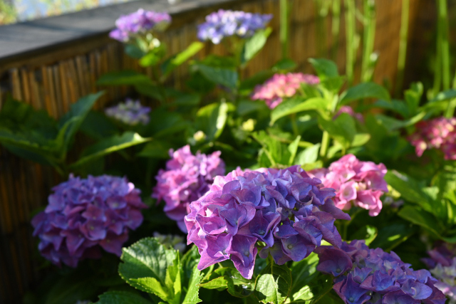 DSC_8447_001.JPG