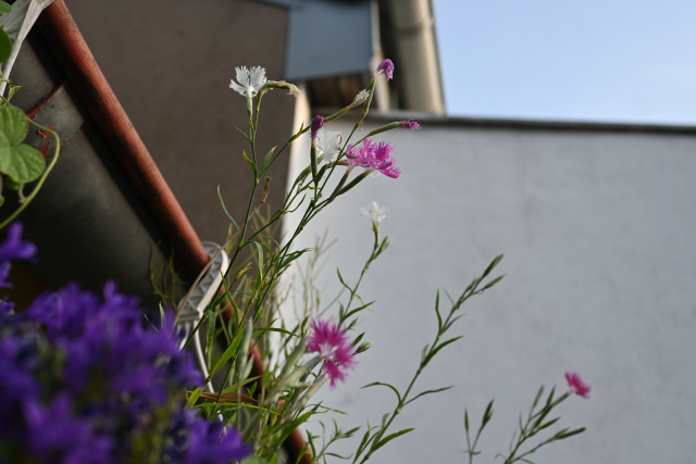 DSC_8496_001.JPG