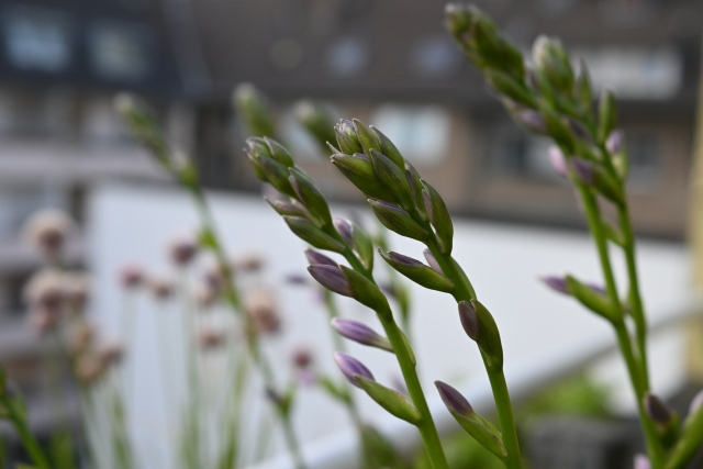 DSC_8498_001.JPG
