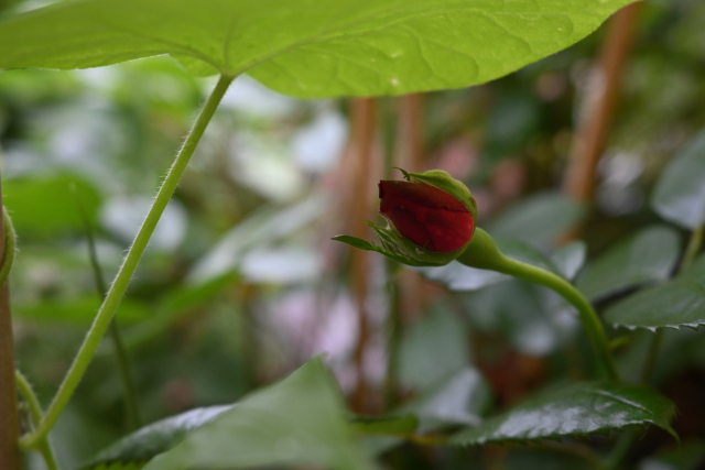 DSC_8563_001.JPG