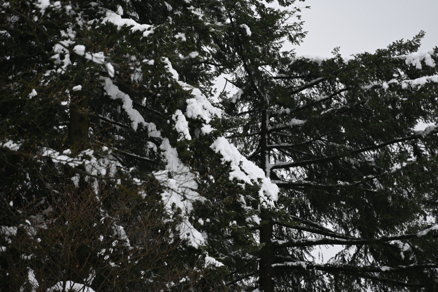 DSC_8964_001.JPG
