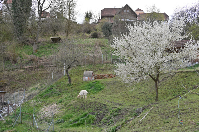 DSC_9133_001.JPG