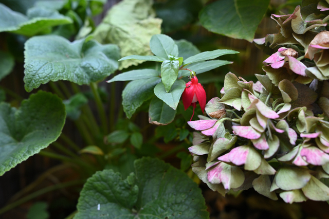 DSC_9146_001.JPG