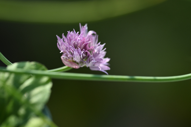DSC_9161_001.JPG