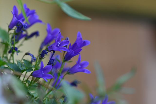 DSC_9172_001.JPG