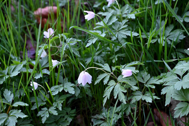 DSC_9206_001.JPG